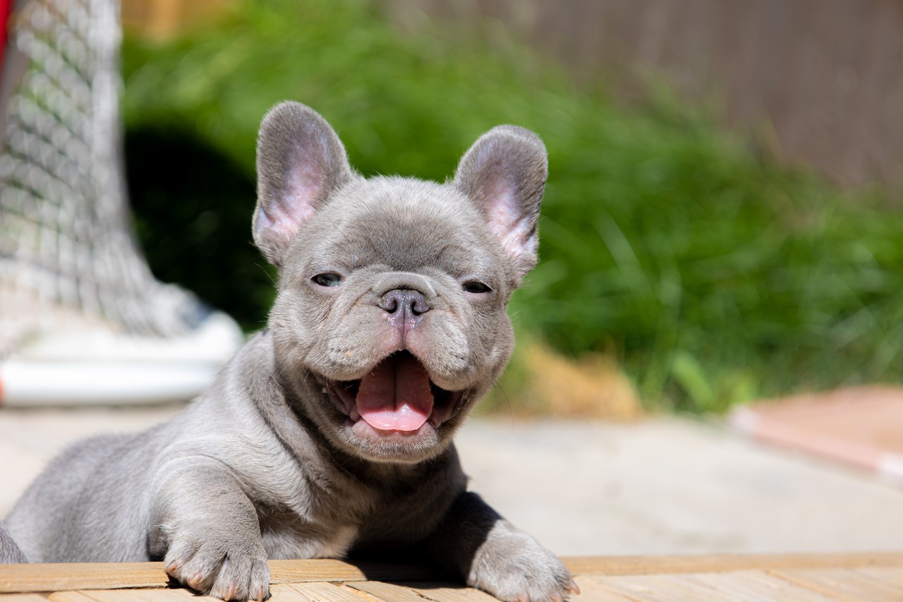 French Bulldogs: The Lovable Gas Factories Unveiled - Breedstream